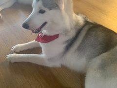 -Husky Go! 哈士奇体验馆·宠物咖啡厅狗咖