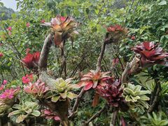 -深圳仙湖植物园