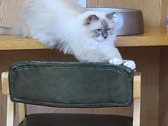 -MOCHA明星猫咖(田子坊店)