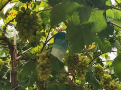 -马陆小张葡萄园农家乐