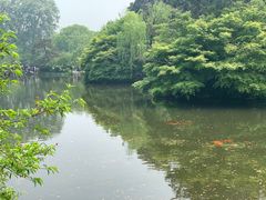 -西湖外事游船(花港观鱼码头)