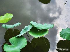 -荔湾湖公园