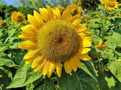 -艾溪湖湿地公园