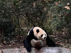 -成都大熊猫繁育研究基地