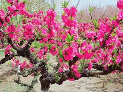 -白塘生态植物园