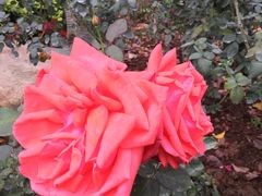 -人民公园(罗湖区)