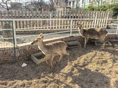 -丽泽山庄·生态怀柔菜·虹鳟鱼(红螺寺店)