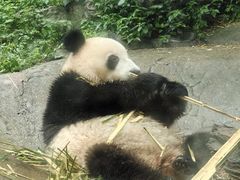 -都江堰中华大熊猫苑