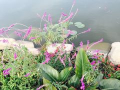 -杭州湾海上花田景区