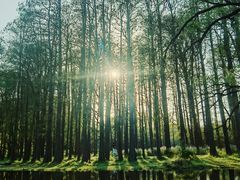 -上海共青森林公园