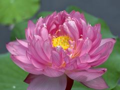 -福建鲤鱼洲酒店