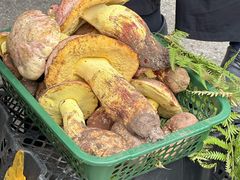 -云南木水花野生菌交易中心