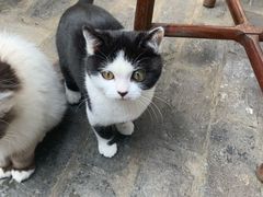 -喵屿·大理花园猫咖