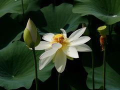 -莲花池公园