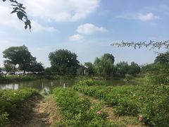 -鹅湖玫瑰文化园