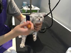 -PETKIT 小佩宠物·低压洗护·美容·寄养(安远店)