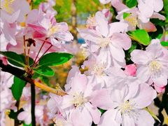 -永定河休闲森林公园