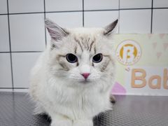 -BABIT巴比特宠物(MOMOPARK店)