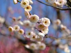 -花开海上生态园