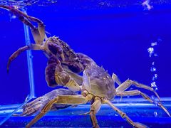 -拙大师·龙虾四季排档·夜宵至凌晨4点(唯亭店)