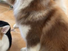 -Let's go狗咖·猫咖·奶狗·桌游(春熙路IFS店)