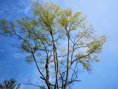 -桤木河湿地公园