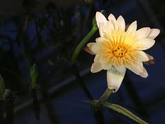 -国家植物园