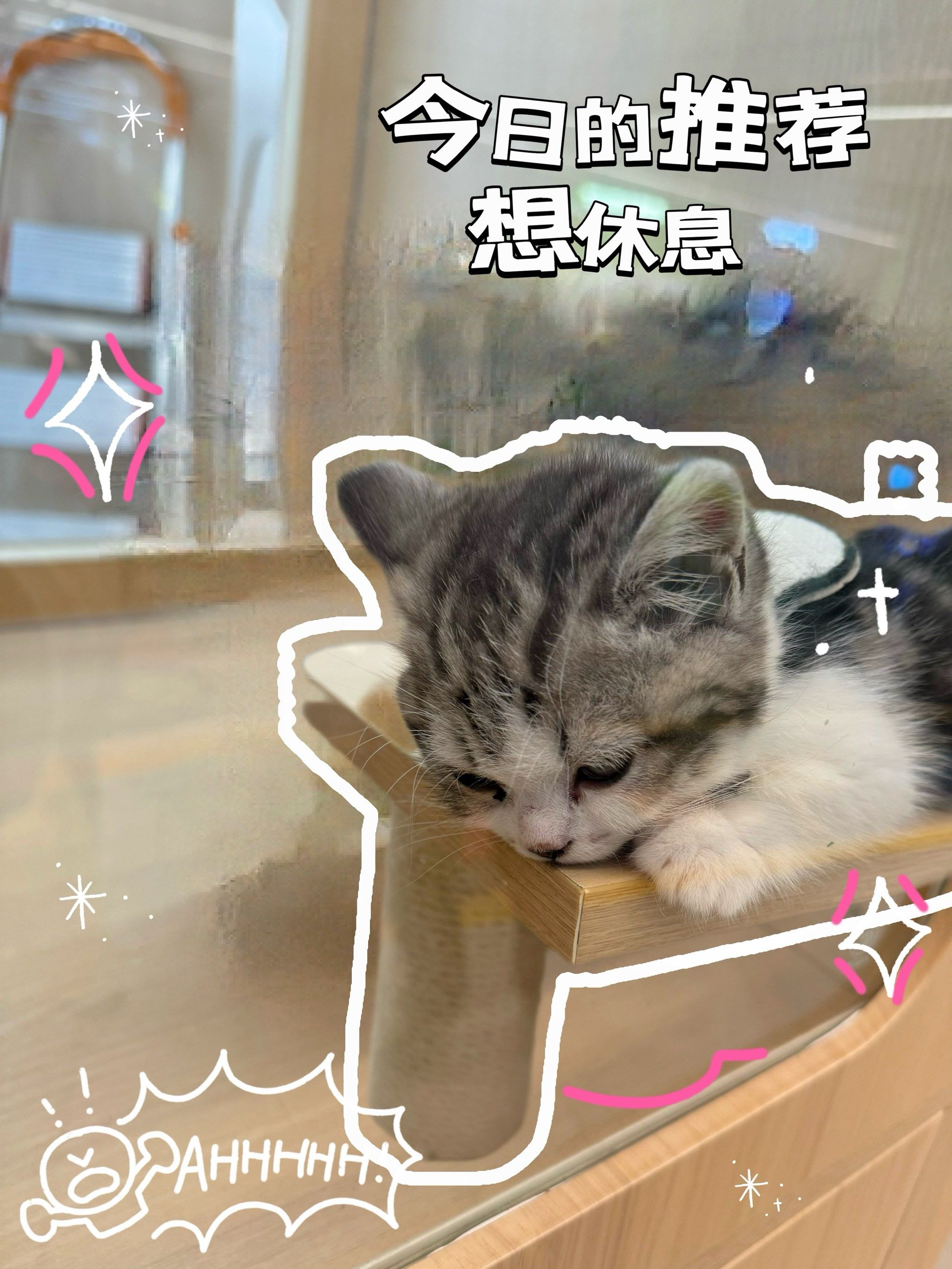 n一上班就想休息系列,哈哈哈,猫猫代表我的精神状态,完美诠释