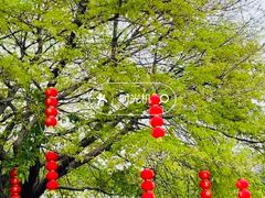 -荔湾湖公园