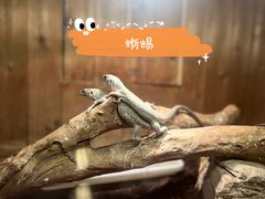 -上海大自然野生昆虫馆(东方明珠·爬宠昆虫探索中心)