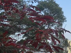 -金鸡山公园