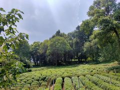 -野蔓果·山野菜(西湖景区·龙井茶田店)