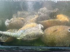-班赞海鲜市场