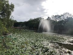 -大湾区中央湿地公园