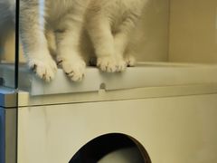 -lincat·猫舍(广州店)