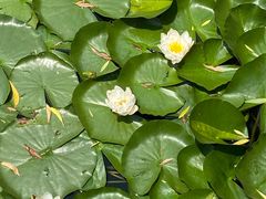 -大塘金香草谷