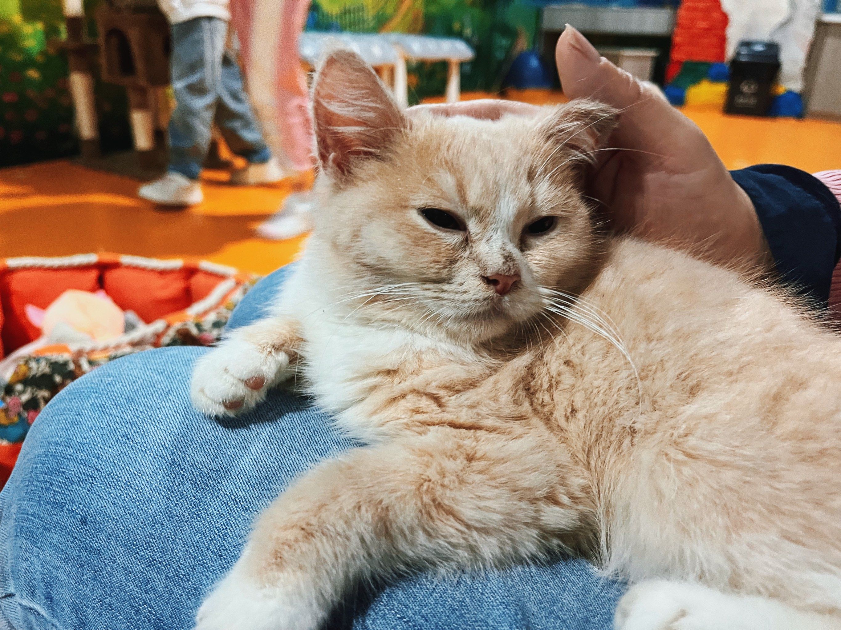 呆萌可爱小猫咪