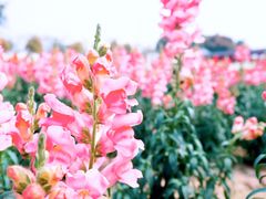 -广东花都香草世界旅游度假区