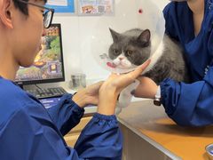 -天使宠物医院·犬猫分诊(彩虹店)
