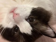 -宠颐生宠物医院·犬猫全科·皮肤科(商业街店)