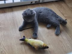 -瑞鹏宠物医院·骨科·猫科·内科(第一中心)