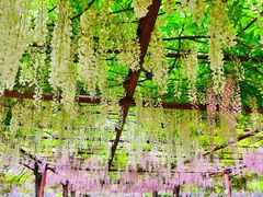 -嘉定紫藤园
