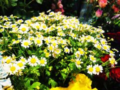 -爱尚幸福鲜花(上地实体店)