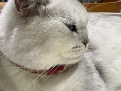 -藏猫猫咖啡主题馆(中央大道店)