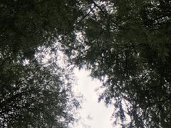 -南宁良凤江国家森林公园