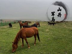 -山丹皇家马场
