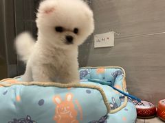 -FAELING PETS美天灵宠物(富力广场店)