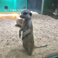 -七巧国萌宠乐园(龙湖天街店)