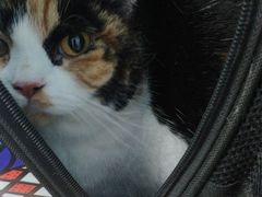 -北京观赏动物医院·24小时大型综合·猫专科·异宠专科
