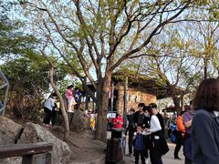 -紫金山山顶公园